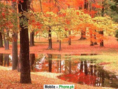 autumn trees wallpaper. Autumn Tree Nature View