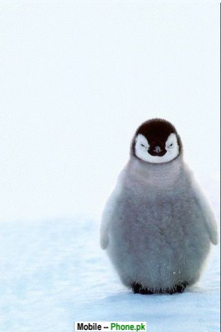 Baby penguins Wallpapers Mobile Pics
