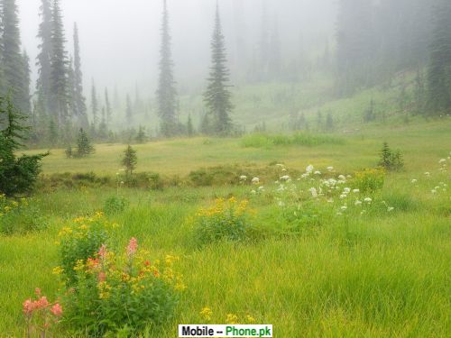 hair latest wallpapers of latest wallpapers of nature for mobile. hair latest wallpapers of