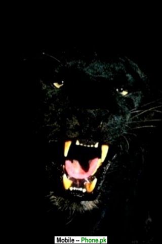 black_panther_animals_mobile_wallpaper.jpg