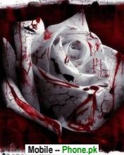 blood_rose_nature_mobile_wallpaper.jpg