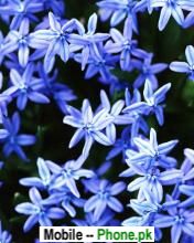 blue_flower_background_pics_nature_mobile_wallpaper.jpg