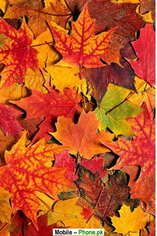 canadian_maple_leaf_nature_mobile_wallpaper.jpg