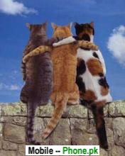 cat_friends_animals_mobile_wallpaper.jpg