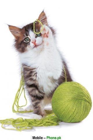 cat_order_animals_mobile_wallpaper.jpg