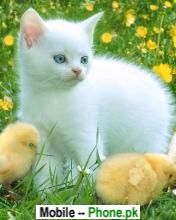 cat_with_chickens_animals_mobile_wallpaper.jpg