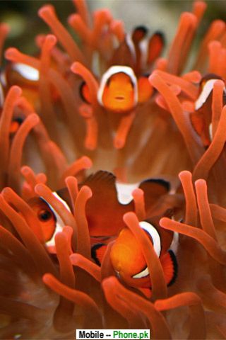 animated aquarium wallpaper. Clown fish aquarium Wallpaper