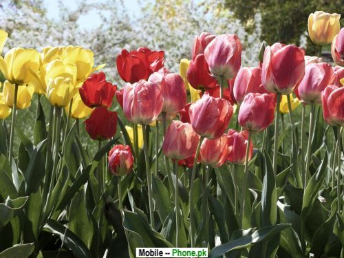 colorful_tulips_others_mobile_wallpaper.jpg
