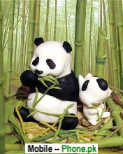 cute_baby_panda_picture_animals_mobile_wallpaper.jpg