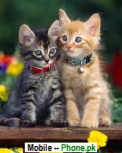 cute_cat_couples_animals_mobile_wallpaper.jpg
