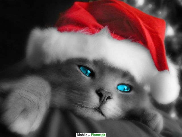 cute wallpapers for mobile phones. Cute Christmas Cat Wallpaper