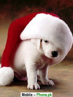 Cute dogs Wallpapers Mobile Pics
