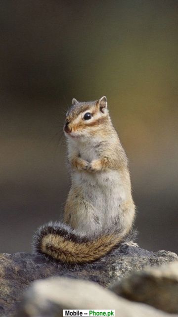 cute_squirrel_picture_animals_mobile_wallpaper.jpg