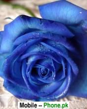 Dark blue rose Wallpapers Mobile Pics