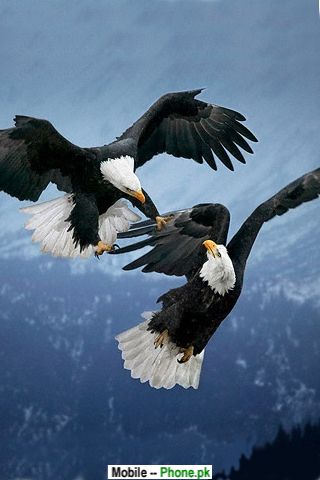 eagle wallpapers. Eagle Fight Wallpaper for