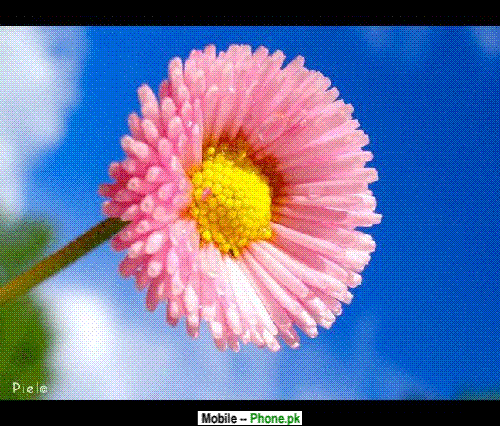 .gif gif wallpapers for mobile phones. .gif