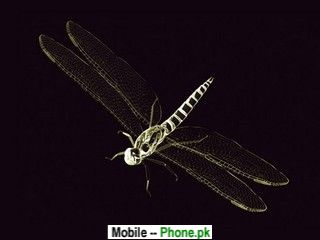 flying_insect_320x240_mobile_wallpaper.jpg