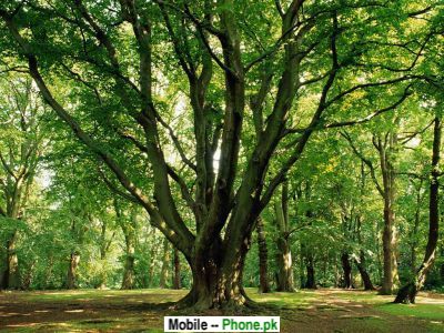 Forest Green Tree Wallpaper wallpaper green trees. Forest Green Tree Wallpaper
