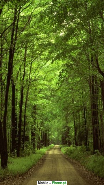 forest_road_picture_nature_mobile_wallpaper.jpg