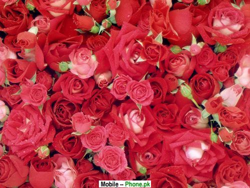 fresh_roses_others_mobile_wallpaper.jpg