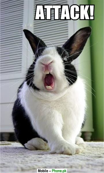 wallpaper funny animals. Funny rabbit Wallpaper for