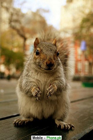 Funny squirrel Picture Wallpapers Mobile Pics