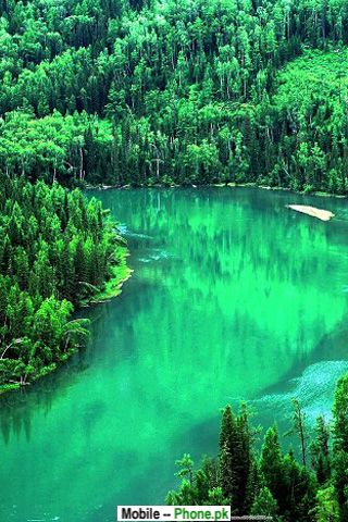 green_forest_river_nature_mobile_wallpaper.jpg