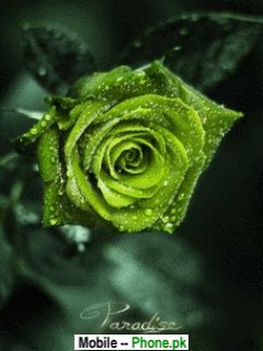 green_rose_nature_mobile_wallpaper.jpg