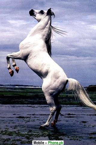 horse_stand_up_animals_mobile_wallpaper.jpg