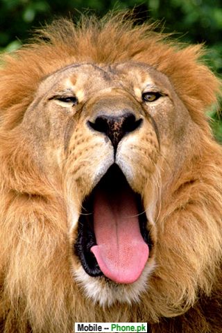 lion_king_animals_mobile_wallpaper.jpg