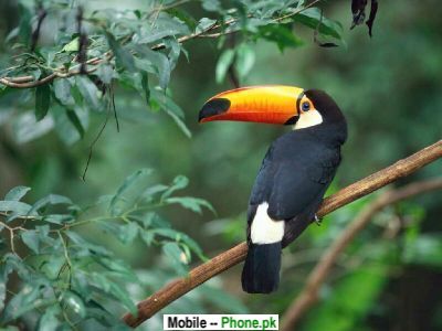 long beak bird wallpapers mobile pics