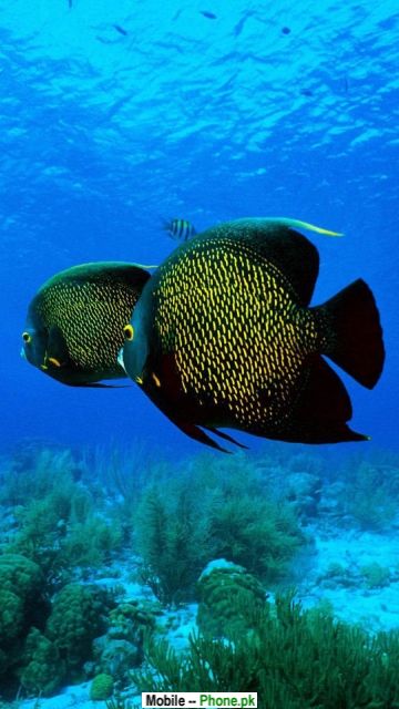 Most beautiful fish Wallpapers Mobile Pics