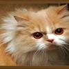 moustache_cat_animals_mobile_wallpaper.jpg