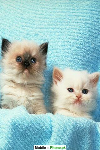 Cute Cats Wallpaper on Really Cute Cats And Kittens Animals Mobile Wallpaper Jpg