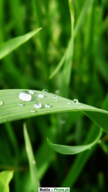 rice_field_leaf_at_water_nature_mobile_wallpaper.jpg