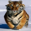 baby tiger Animals 320x480