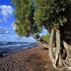 Beach Nature Tree Others 400x300