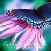 beautiful blue butterflies Nature 300x400