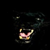 black panther Animals 320x480