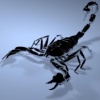 black scorpion Animals 176x220