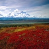 Brilliant colours of denali Others 400x300