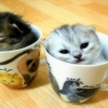 cat in cup Animals 176x220