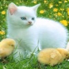 cat with chickens Animals 176x220