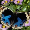 colorful butterfly wallpaper Nature 176x220