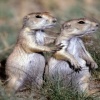 Cute mouse Animals 320x480