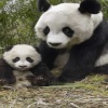 cute panda Animals 320x480