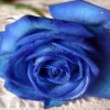 dark blue rose Nature 176x220