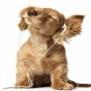 dog listen music Music 240x320
