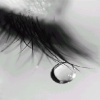 drop tears Nature 240x320
