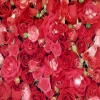 Fresh Roses Others 400x300